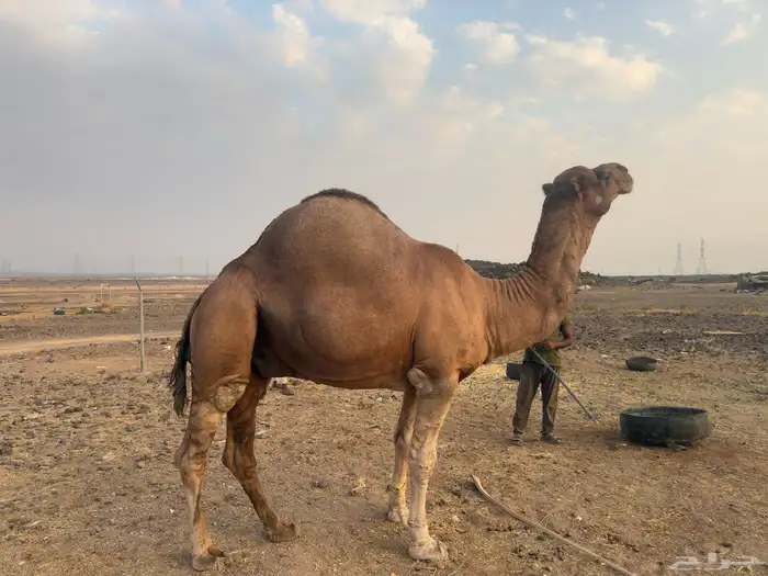 جمل احمر للبيع مشروط 2