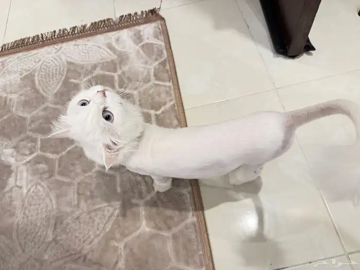 شيرازي للتبني 2