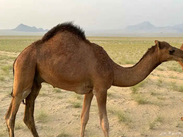 قعود مشروع فحل 1