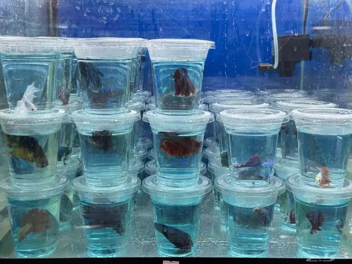 سمك فيتر fighter fish 0