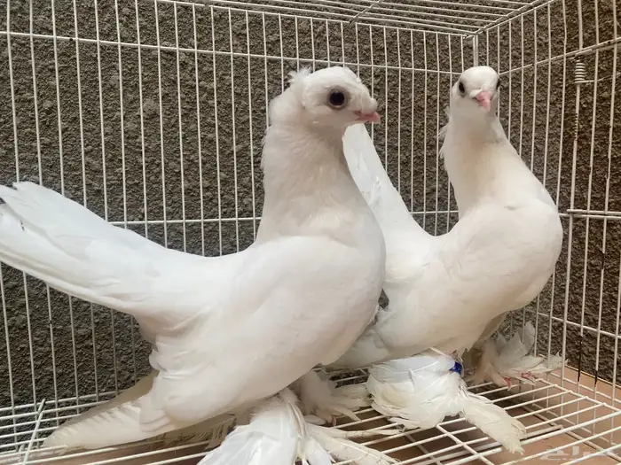 طبه الاسكا أبيض 1
