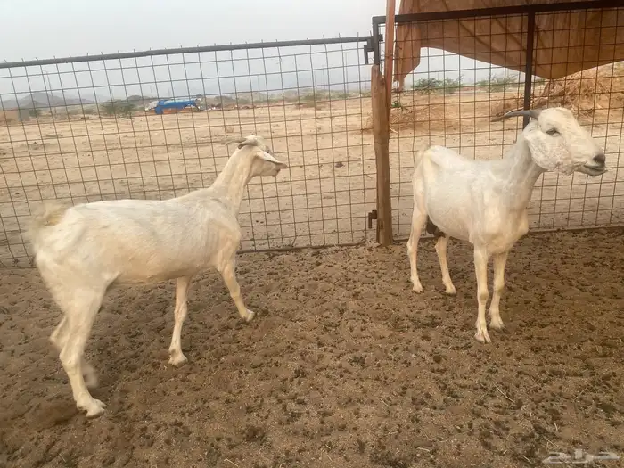 معزاء بيشيه مضاريع 1