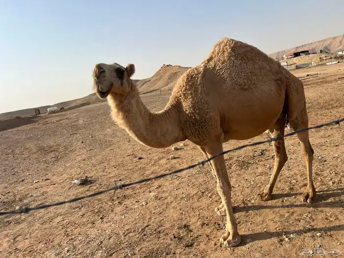 ناقة شقحاء ام رابع 1