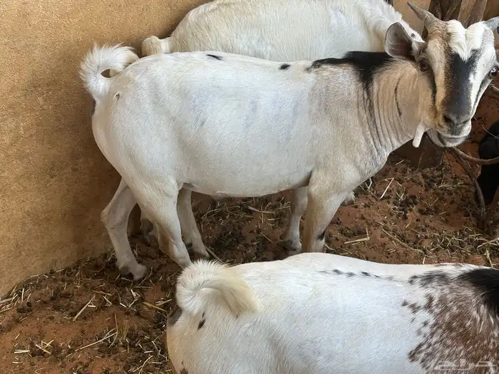 تيوس بيشيه عمر 4 شهور مرابي 1