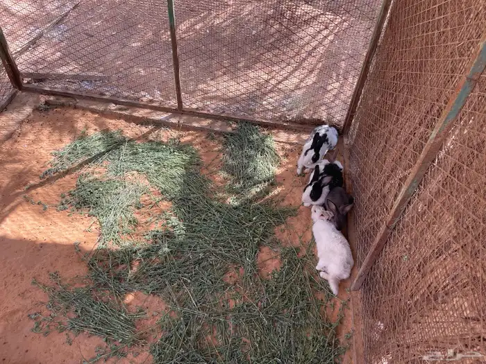 للبيع ارانب وبط وبح 2