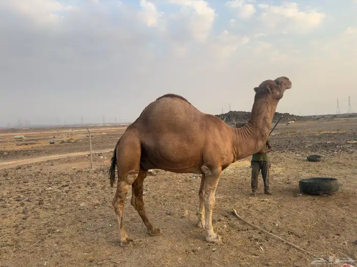 جمل احمر للبيع مشروط 1