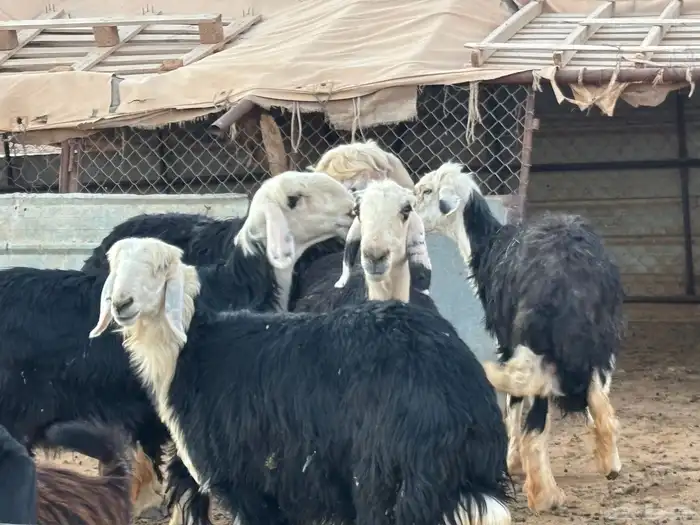 مواعز ونجد 2
