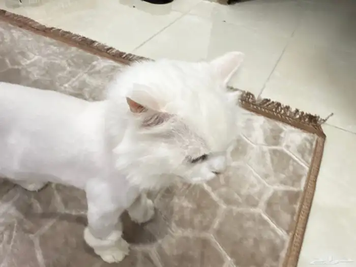 شيرازي للتبني 0