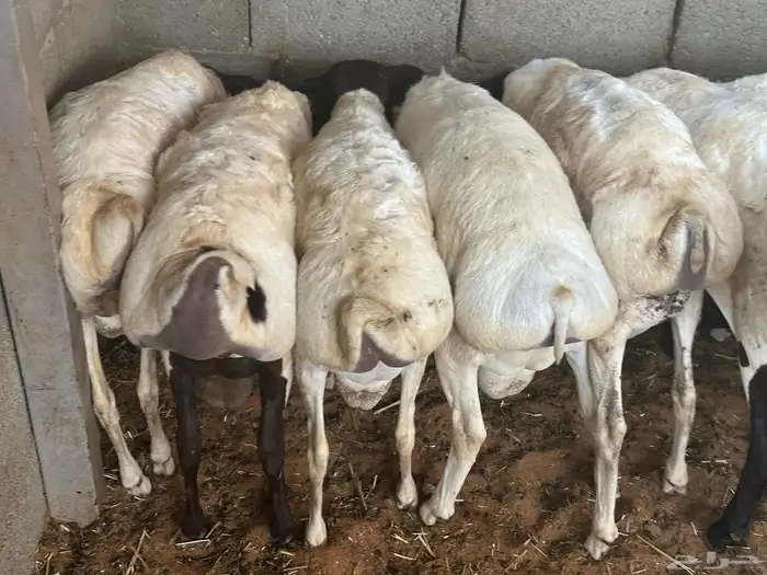 تيوس وبرابر مرابي 65