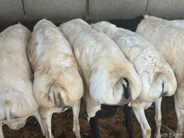 تيوس وبرابر مرابي 59