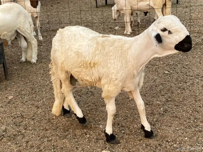 طليان سواكني دمازين 1