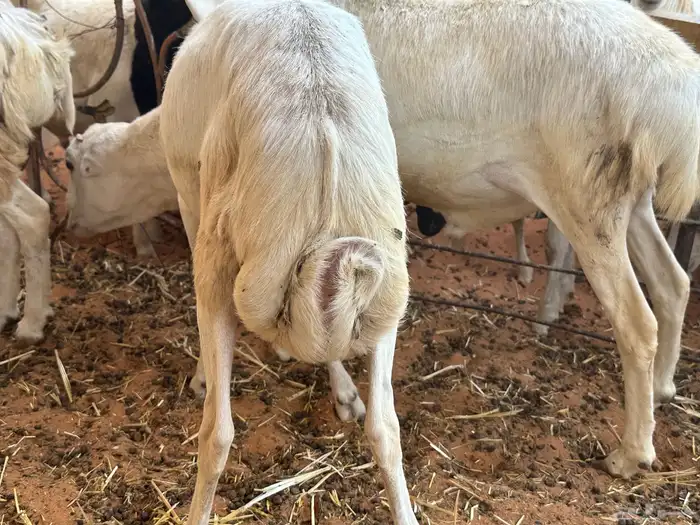طليان رفيديات 0