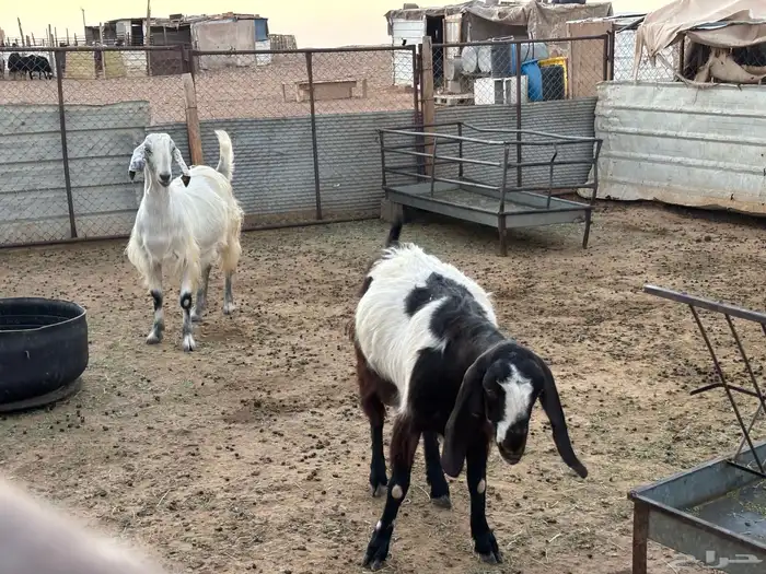 مواعز ونجد 10