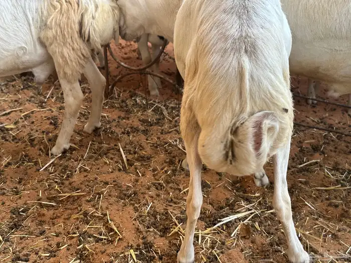 طليان رفيديات 1