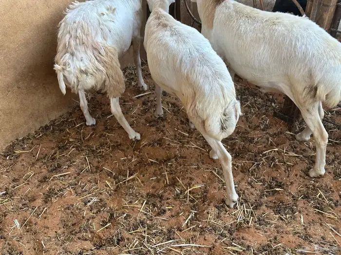 طليان رفيديات 10