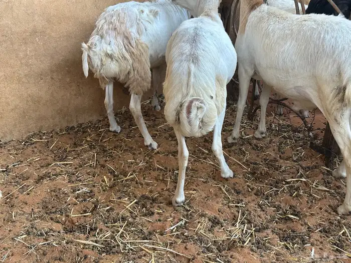 طليان رفيديات 11