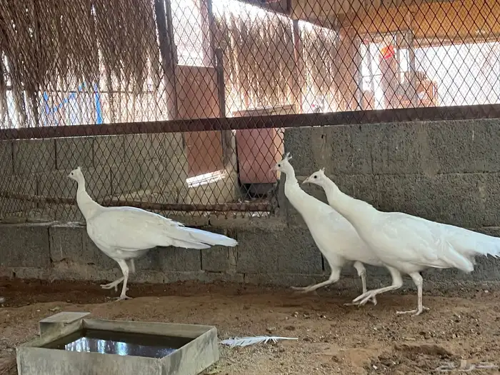 اطقم طاووس ابيض 1