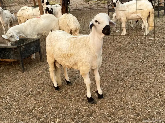 طليان سواكني دمازين 2