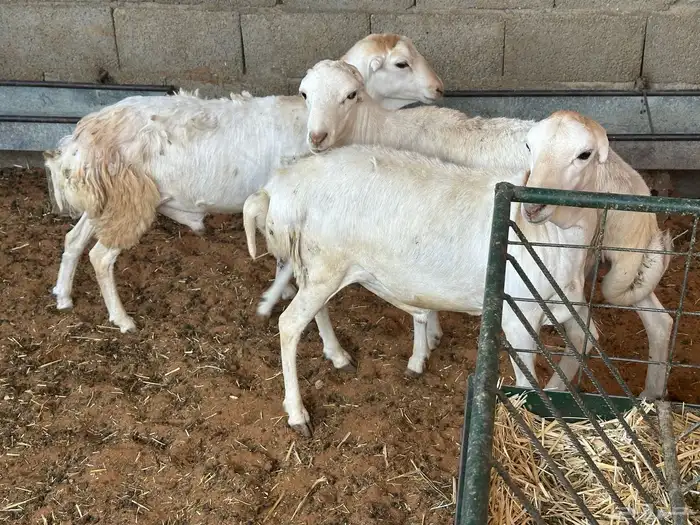 طليان رفيديات 17