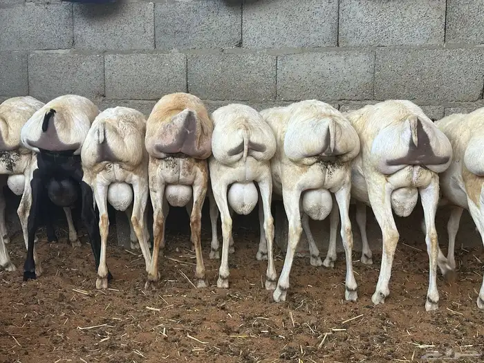 تيوس وبرابر مرابي 58