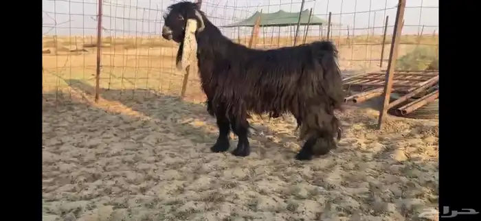 للبيع تيس علرضي فاخر 4