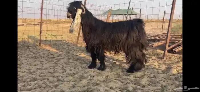 للبيع تيس علرضي فاخر 3