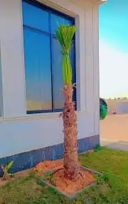 يوجد لدين جميع انواع النخيل الزينه 2