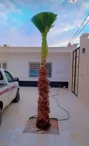 يوجد لدين جميع انواع النخيل الزينه 3