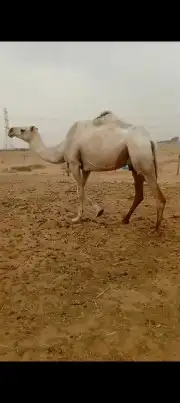 ناقة طيبه بالحيل 0