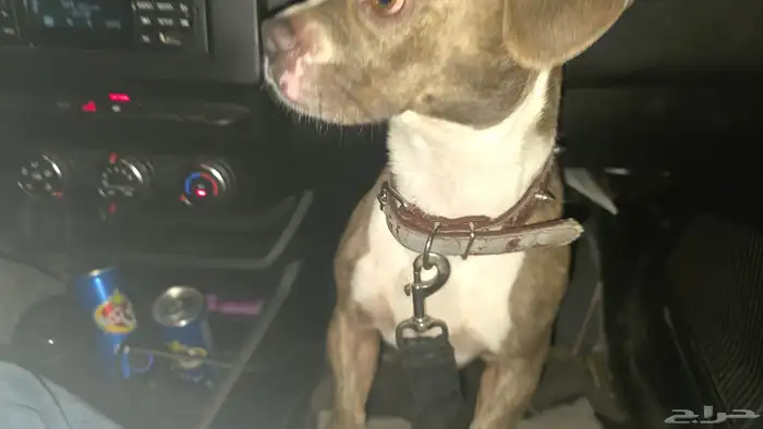 كلب بيتبول 1