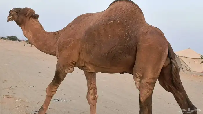 بعير فحل كفو منتج احمر دم مشروط 30