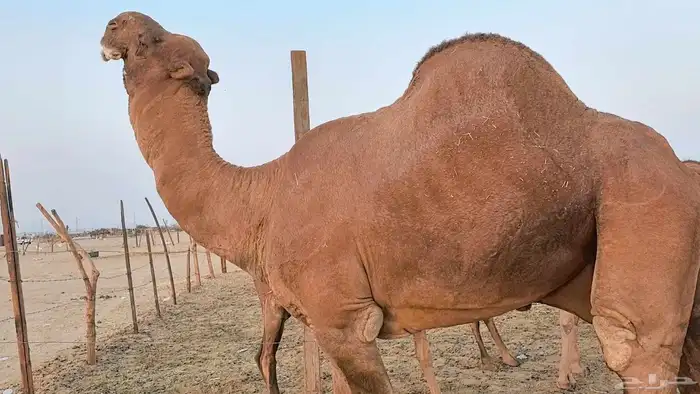 بعير فحل كفو منتج احمر دم مشروط 29