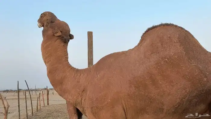 بعير فحل كفو منتج احمر دم مشروط 28