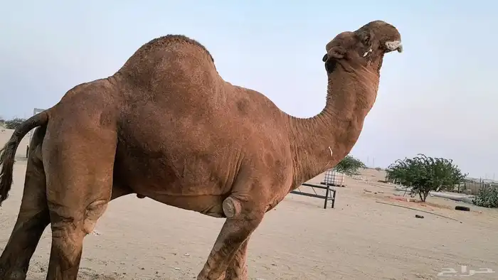 بعير فحل كفو منتج احمر دم مشروط 31