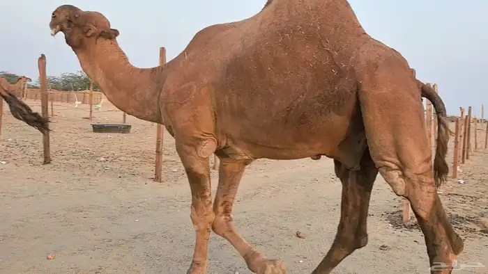 بعير فحل كفو منتج احمر دم مشروط 36