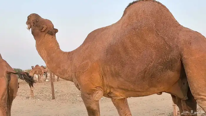 بعير فحل كفو منتج احمر دم مشروط 34