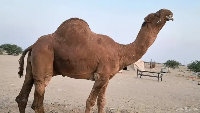 بعير فحل كفو منتج احمر دم مشروط 0