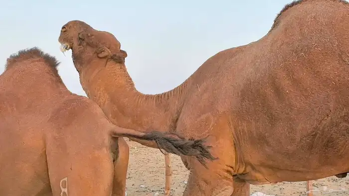 بعير فحل كفو منتج احمر دم مشروط 35