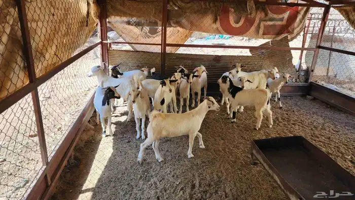 عنقان طيبة بالحيل للبيع 15 راس 3