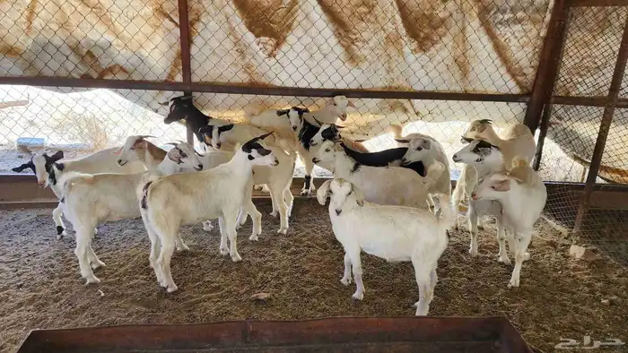 عنقان طيبة بالحيل للبيع 15 راس 0