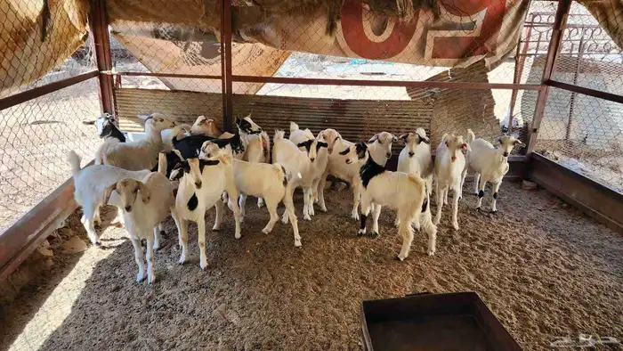 عنقان طيبة بالحيل للبيع 15 راس 2