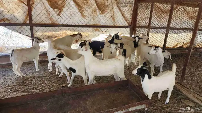 عنقان طيبة بالحيل للبيع 15 راس 1