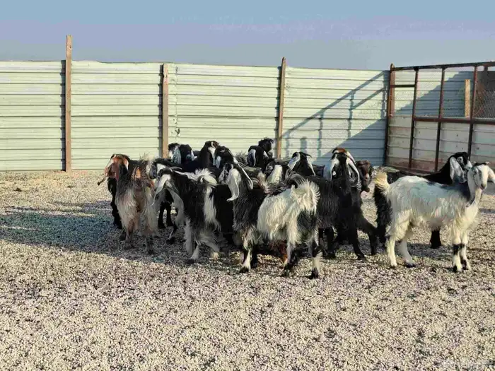 تيوس وجفار العدد 21 السعر 850 7