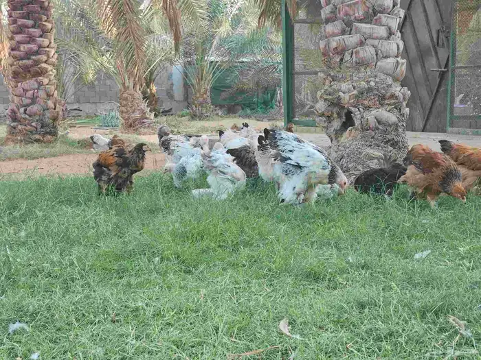 دجاج براهما كولومبي بشاير 8