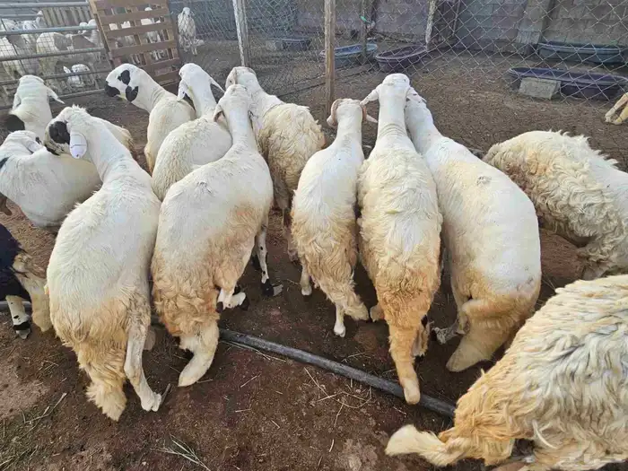 سواكني جملة وتفريد 3