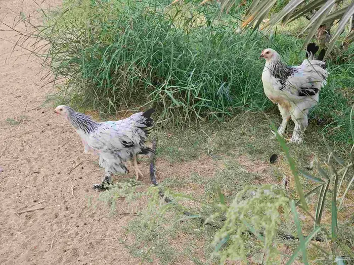 دجاج براهما كولومبي بشاير 1