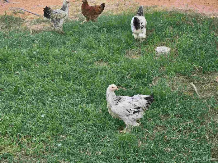 دجاج براهما كولومبي بشاير 5