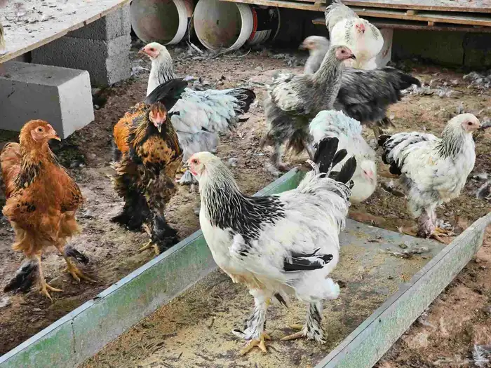 دجاج براهما كولومبي بشاير 6