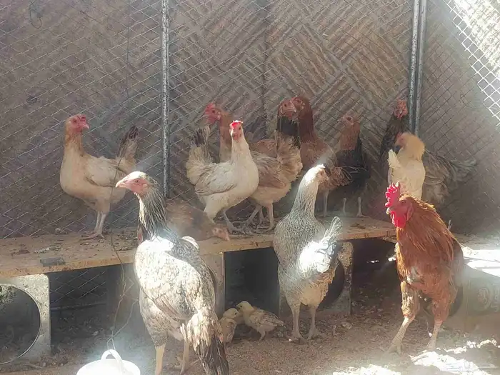 دجاح بلدي 3
