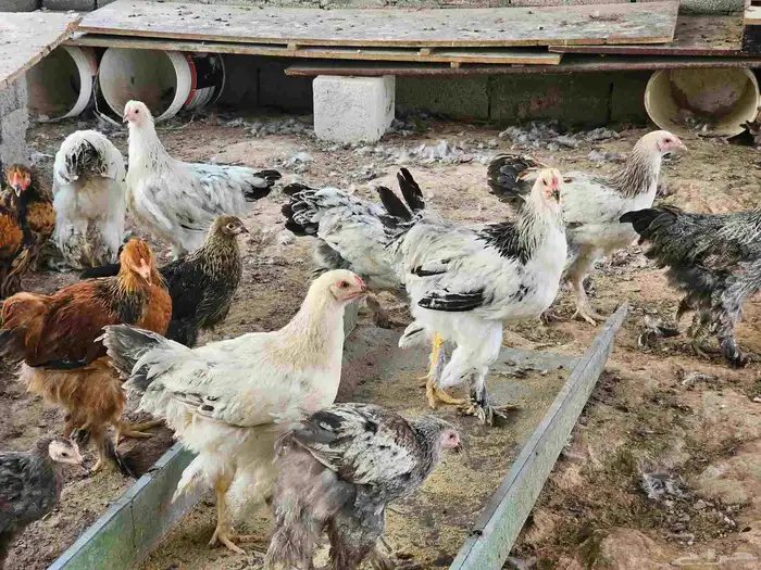 دجاج براهما كولومبي بشاير 7